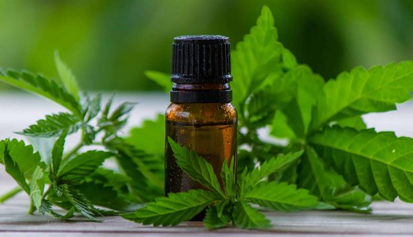 L'utilisation de l'huile de chanvre pendant la grossesse