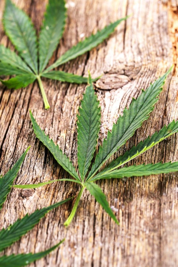 Comparateur de cannabis légal : comment choisir ses produits au cannabidiol ?